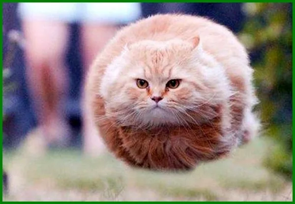 140 List Nama Kucing Korea Untuk Kpop-ers Dan Drakor-es